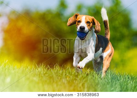 Beagle Dog Runs Through Green Meadow With A Ball. Copy Space Domestic Dog Concept. Dog Fetching Blue