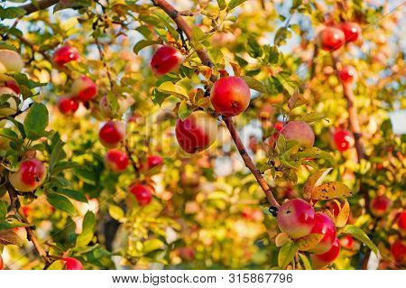 Apples Red Ripe Fruits On Branch Sky Background. Apples Harvesting Fall Season. Gardening And Harves