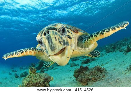 Close up crop of Hawksbill Sea Turtle's face smiling for camera