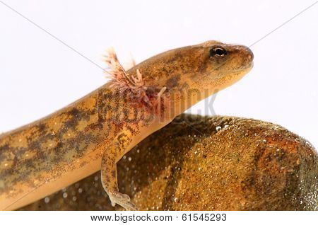 Northern Two-lined Salamander (eurycea Bislineata)