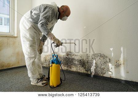 specialist in combating mold in a apartment