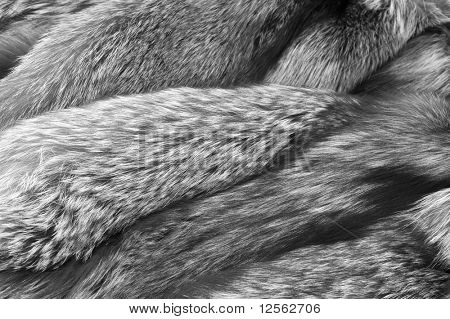 Luxury Fur:Russian Silver Fox background