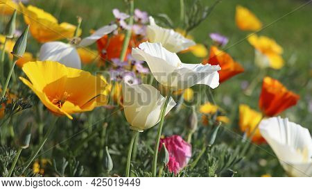 Summer Backgroung. Flowers Of Eschscholzia Californica Or Golden Californian Poppy, Cup Of Gold, Flo