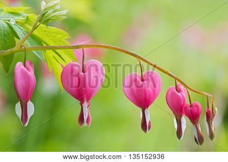 Soft focus of heart-shaped Bleeding heart flower in pink and white color, after the rain during summer in Austria, Europe. Blurred garden background