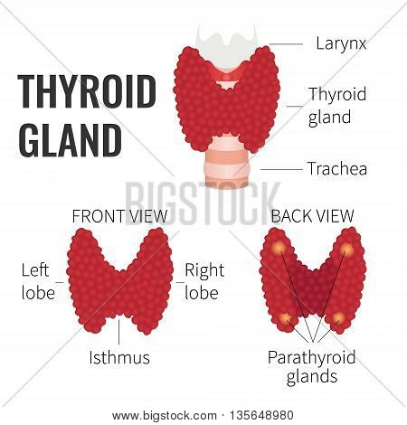 Thyroid gland front and back view on white background. Human thyroid gland structure symbol. Human body organs anatomy icon. Thyroid diagram scheme sign. Medical concept. Isolated vector illustration.