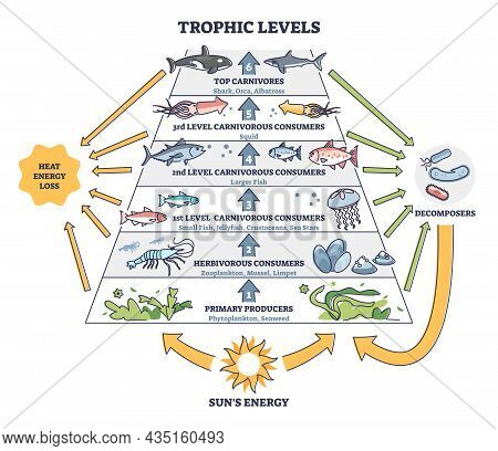 Trophic Levels In Water Wildlife As Ocean Food Chain Pyramid Outline Diagram. Labeled Educational Di