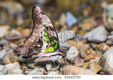 Tailed Jay Butterfly.