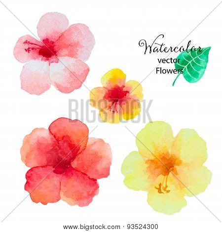 Set Of Watercolor Hibiscus Flowers.