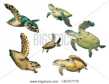 Isolated Turtles. Sea Turtles on white background. Hawksbill Turtle cutout. Green Turtle