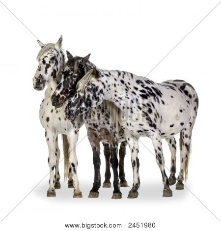 Appaloosa Horse