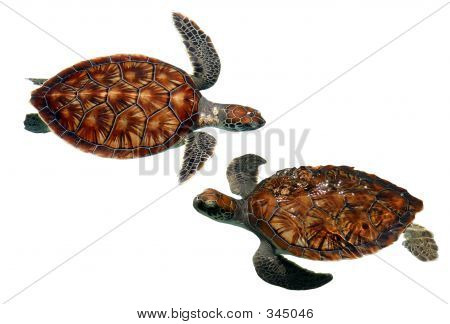 Sea Turtles