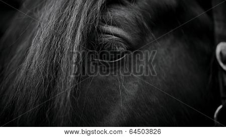 Eye Of A Horse.