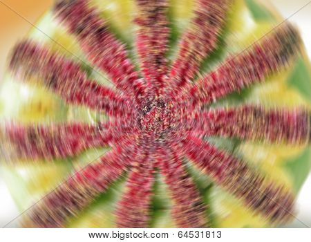 Close up on a spinning poppy fruit.