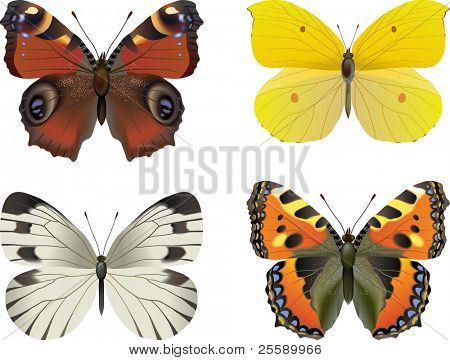 Set of vector realistic butterfly: European Peacock (Inachis io), Tortoiseshell (Vanessa, urticae), Brimstone (Rhodocera Gonopteryx rhamni), White butterfly (Pieris brassicae)