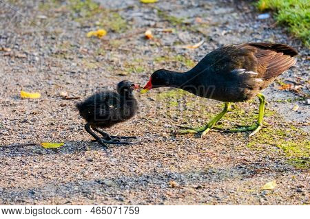 American Coot Bird With Cute Baby In Green Water Lake