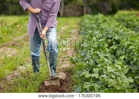 farming, gardening, agriculture and people concept - senior man with shovel digging garden bed or farm