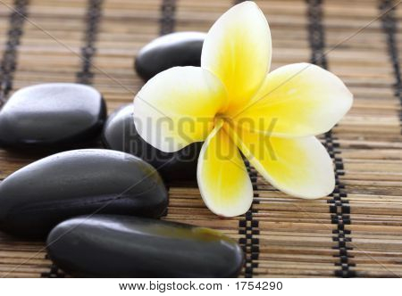 Wellness Stones Frangipani met