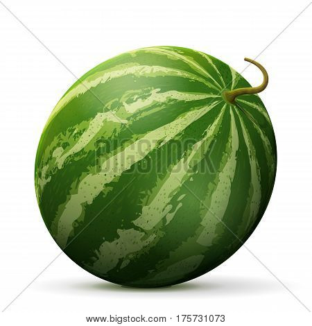 Single watermelon fruit close up. Raw melon isolated on white background. Qualitative vector illustration about watermelon agriculture fruits cooking food gastronomy etc