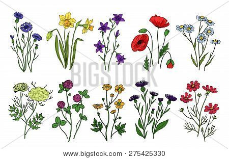 Wild Herbs And Flowers. Wildflowers, Meadow Plants. Hand Drawn Summer And Spring Field Flowering. Vi