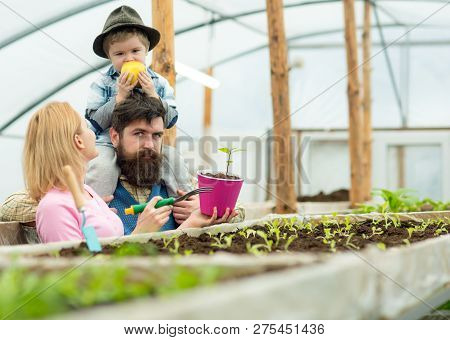 Summer Cultivation. Cultivation Ground In Summer. Family Do Cultivation In Summer Greenhouse. Summer