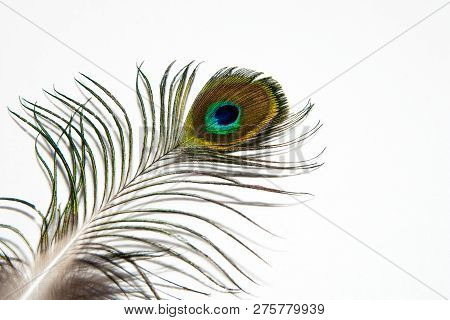 Detail Of Peacock Feather Eye On White Background. Beautiful Feather Of A Bird. Isolated.