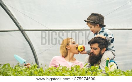 Autumn Cultivation. Autumn Land Cultivation. Family In Greenhouse Making Autumn Cultivation. Autumn 