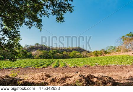 Watermelon Cultivation Orchard. Watermelon Cultivation Plot With Blue Sky. Cultivation And Harvest O