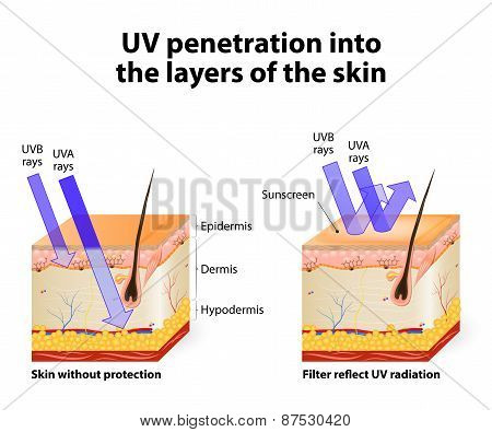 Human Skin. Of Absorbing And Reflected Uv Rays