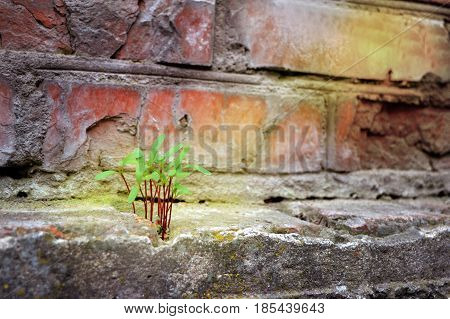 Persistence, determination ,survival ,hope, resilience strength ,winning force of nature. The green plant sprouted through the stones.