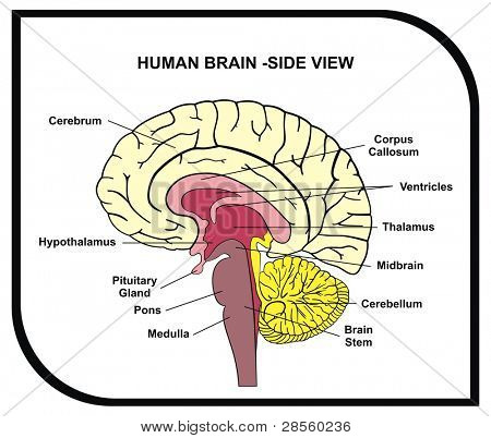 (뇌, 시상 하 부, 시상, 뇌 하 수 체 Gl 부분과 벡터-인간의 뇌 다이어그램-측면 보기