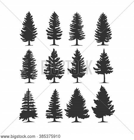 Set Of Pine Trees Silhouette Vector. Pine Trees In Grey Color. Tree Icon Vector. Tree Logo. Tree Vec