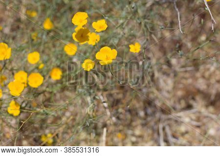 Yellow Cyme Inflorescences Blooming From Parish Poppy, Eschscholzia Parishii, Papaveraceae, Native H