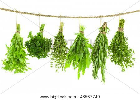 Mis d'épice herbes / isolated on white background / bouquets de thym, basilic, origan, persil, sa