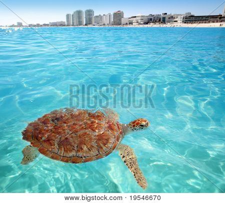 Green sea Turtle Caribbean sea surface Cancun Mexico Chelonia mydas