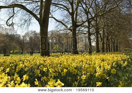 St. James Park in the spring, London