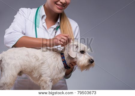 Female veterinarian examines little dog