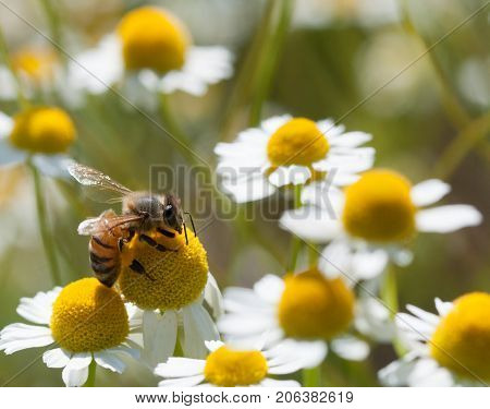 Honey Bee On Camomille Flower