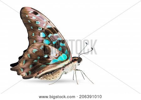 Teal Color Tailed Jay (graphium Agamemnon) Butterfly