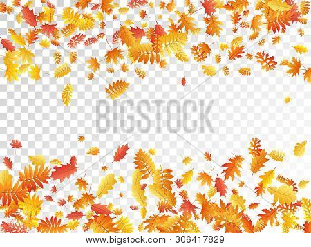 Oak, Maple, Wild Ash Rowan Leaves Vector, Autumn Foliage On Transparent Background. Red Gold Yellow 