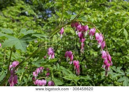 Blooming Bleeding Heart Plant Is A Herbaceous Plant Of The Dicentra Spectabilis Family Of Papaverace