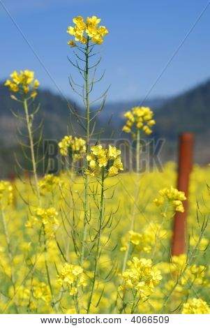 Mustard Flower