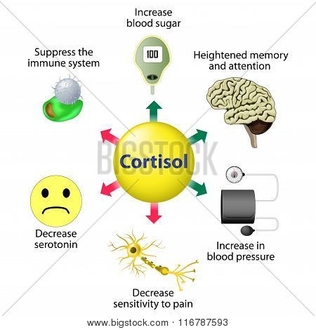 Cortisol Functions