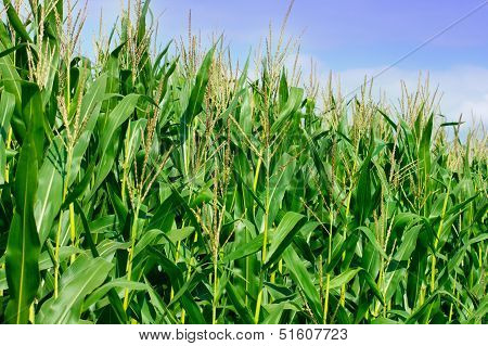 Green Field Of Corn