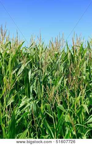 Green Field Of Corn