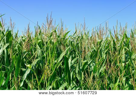 Green Field Of Corn