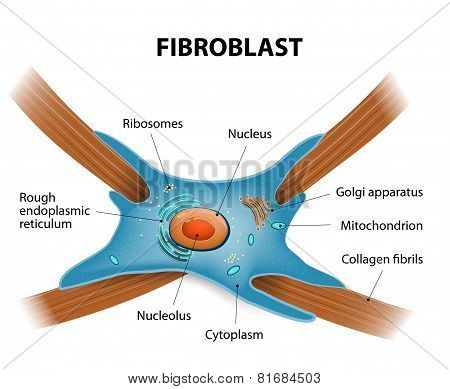 Structure Of Fibroblast Cells