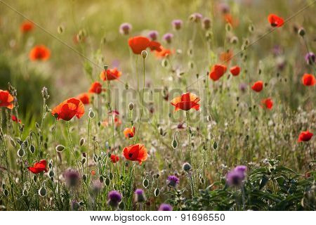 Red Poppies