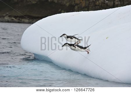 Chinstrap penguin on the snow South Shetland Islands, Antarctica