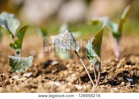 Cauliflower (Brassica oleracea) plants in freshly plowed and fertilized soil. Self-supply organic food production home gardening concept.