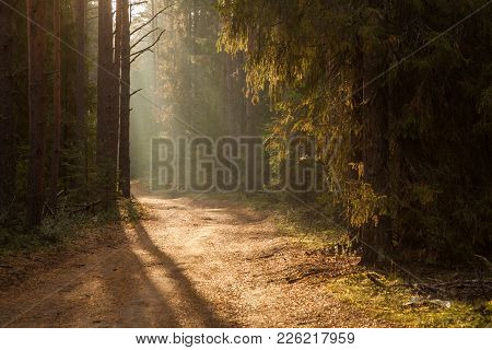 Thick Mist In Coniferous Forest. Morning Landscape In Summer Thick Fog. Dense Fog In The Morning. Ea